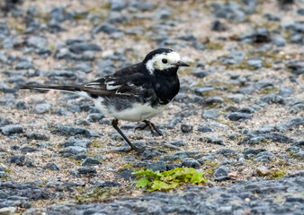 Pied wagtail bird on the pathway