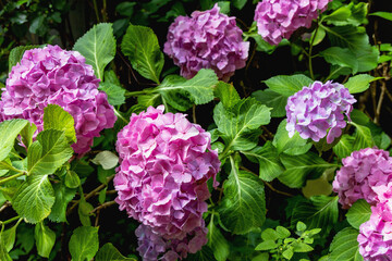 Background with a beautiful flowering bush with hydrangea flowers. High quality photo