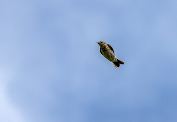 Meadow pipit in flight in the blue sky