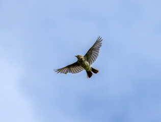 Meadow pipit in flight in the blue sky