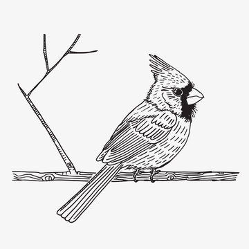 recommend clip art: Hand drawn northern cardinal black and white vector illustration.