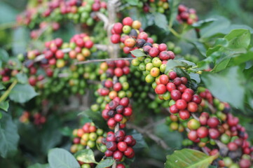 coffee berries on a branch