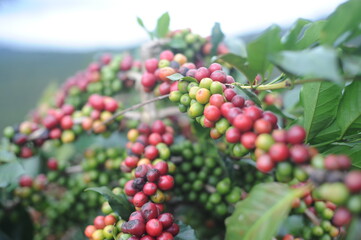 coffee berries on a branch