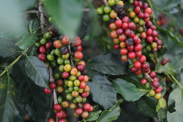 Fototapeta premium coffee berries on a branch