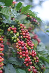 coffee berries on a branch