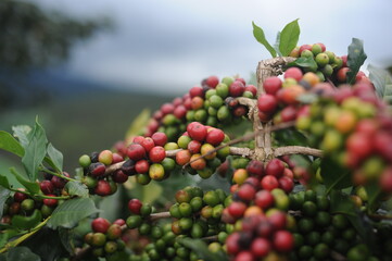 coffee berries on a branch