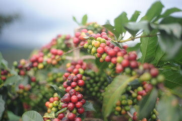 coffee berries on a branch