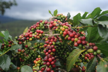 Obraz premium coffee berries on a branch