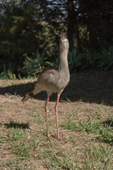 Red-legged Seriema