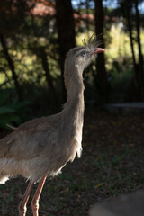 Red-legged Seriema