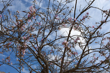 Blossoming tree under springtime blue sky and spring in full bloom under the blue sky.