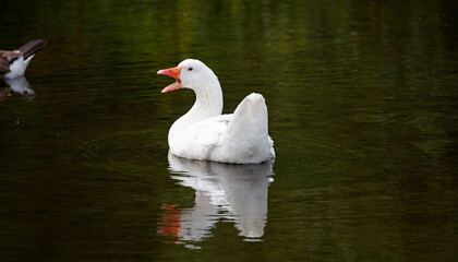 Farmyard goose prening on the pond