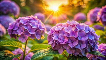 Fototapeta premium Vibrant purple hydrangea flowers in a garden, showcasing delicate petals and stamen details against a soft, golden sunrise background with intricate textures.