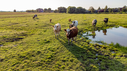 Kühe mit Kälbern auf einer Weide im Sonnenuntergang