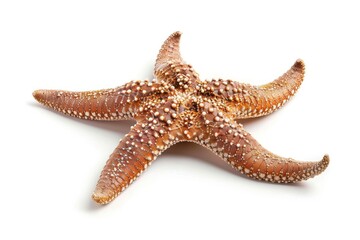 Brown seastar on white background with profile view