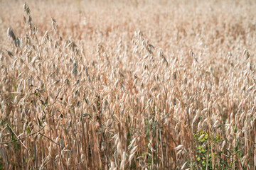 Fields of oats, ears of oats swaying in the wind are ready to be harvested. Farm Crop Concept, Agricultural Growth