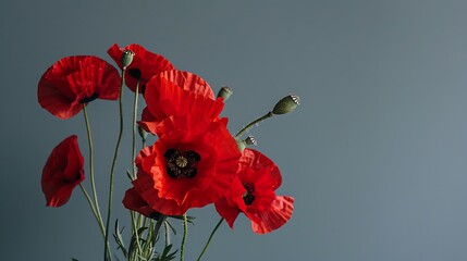 Obraz premium Remembrance Sunday Tribute with Red Poppies on Solid Background