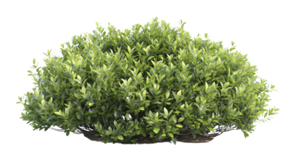 A large Shrubs or green bush isolated on transparent, png or white background. Natural small leaf.
