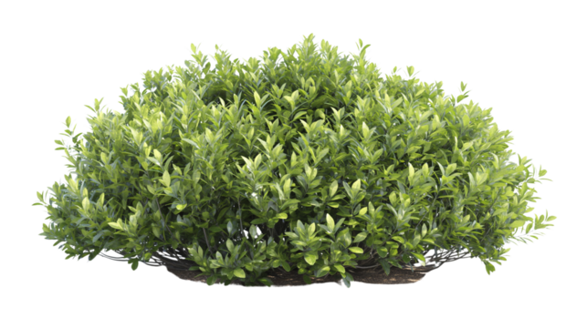 A large Shrubs or green bush isolated on transparent, png or white background. Natural small leaf.