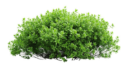 Obraz premium A large Shrubs or green bush isolated on transparent, png or white background. Natural small leaf.