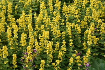 Lysimachia punctata en été