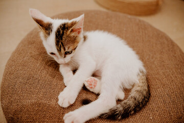 cat sleeping on the bed