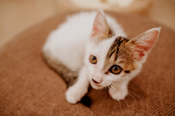 cat sleeping on the bed