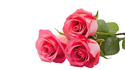 Fototapeta premium Realistic Beautiful Pink Flowers of Roses Kept on Transparent Background. Generative AI.