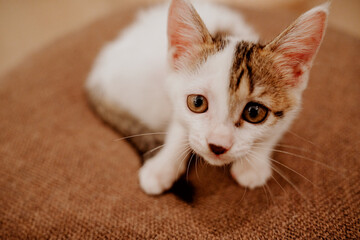 portrait of a cat