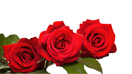 Realistic Beautiful Red Flowers of Roses Kept on Transparent Background. Generative AI.