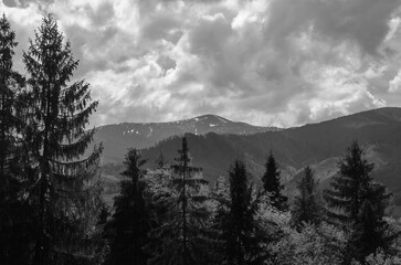 Deep in the mountain forest. Black and white monochrome photo