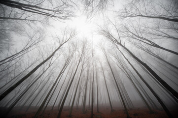 Obraz premium forest in mountains Karkonosze