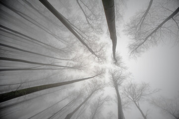 forest in mountains Karkonosze