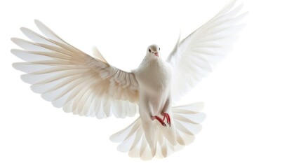 Fototapeta premium dove bird in flight on white background