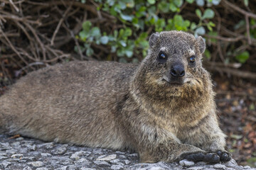 Fototapeta premium Smiling Rock hyrax looking at the camera. Procavia capensis. cape hyrax close up, Afrotheria animals. South Africa. Species of Afroasiatic mammal. Cute little animal in natural habitat, wildlife 