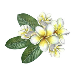 Plumeria. A bouquet of exotic tropical fragrant frangipani flowers. A hand-drawn watercolor illustration. An element of the design of packaging, postcards and labels. For banners, flyers, and posters.