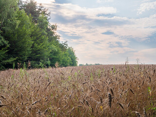Obraz premium On a global scale, wheat ranks second in the volume of annual grain production.The picture shows wheat grown near a forest.