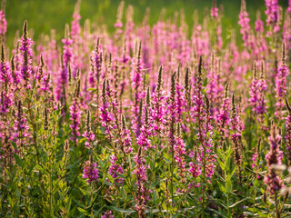 Lythrum salicaria is found almost all over Europe. In Slovakia, it is found from the lowlands to the hills. It likes to grow in a sunny position in ordinary garden soil.