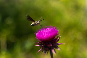vista macro dettagliata di un insetto che cerca di prendere il nettare da un fiore color magenta in un ambiente naturale, di giorno, in estate