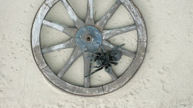 Eine schwarze Vogelspinne krabbelt &uuml;ber ein Wagenrad in der W&uuml;ste, Aufsicht