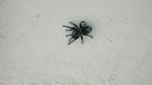 Eine schwarze vogelspinne krabbelt &uuml;ber den Sand in der W&uuml;ste, Aufsicht