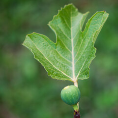 Common fig is a deciduous tree or shrub. Like other fig trees, it has a compound fruit called figs. Juices, compotes, jams, wines, liqueurs, gingerbread and confectionery are made from figs.