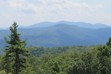 pine forest in the mountains