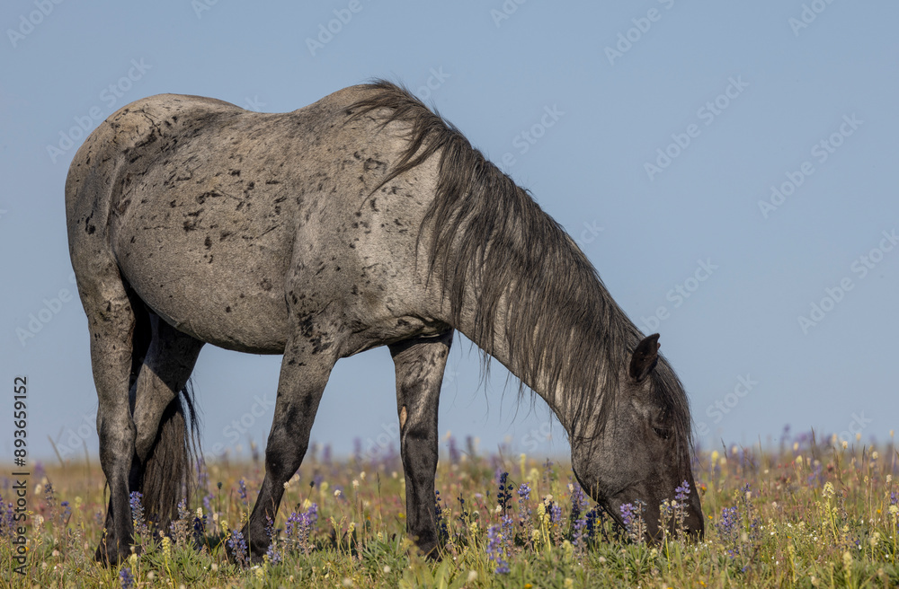 Wall mural Wild Horse in the Pryor Mountains Montana in Summer