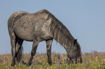Wild Horse in the Pryor Mountains Montana in Summer