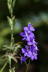 Plante de delphinium