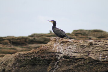 Sea bird on a rock