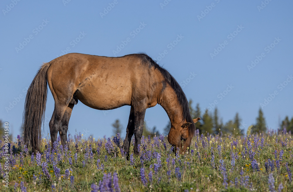 Wall mural Wild Horse in the Pryor Mountains Montana in Summer