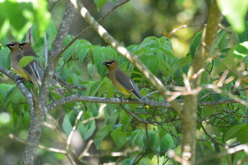 Cedar Waxwings
