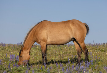 Obraz premium Wild Horse in the Pryor Mountains Montana in Summer